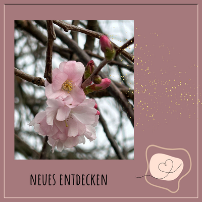 Kirschblüte im Februar mit dem Thema: Neues entdecken , Gudrun Mohn